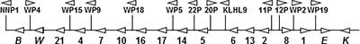 Shared and Unique Features of Human Interferon-Beta and Interferon-Alpha Subtypes